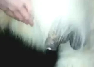 Hot Pony Gets Successful with Dude Zoo Sex HD Clips