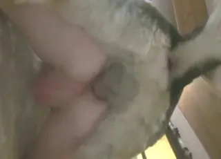 Good-looking girl gets pleasure from big dog