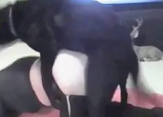 Hot Doggy Style Sex With Puppy - animal sex Zoo Tube HD Clips