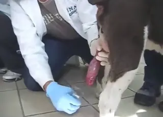 Horny Latino Guy Collects Dog Seed in Doggy Style