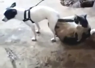 Cute puppy and kitten having fun with animal sex