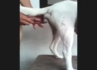 Brazilian Man Gaping Animal Sex HD Zoo Tube animal sex