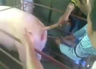 Hot Guy Shares Seed With Pigs in Vietnam Zoo