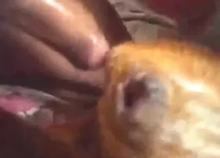 Eager Guy Fucks Brown Dog in Hot Zoo Sex Scene