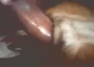 Brown dog gets fucked deeply and cums in love scene