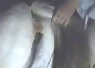 Stunning Horse Gets Fucked by Guy in HD Zoo Sex Tube animal sex Porn HD Clips