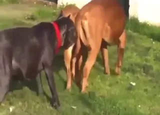 Dogs Mating Hard Cocks - Zoo Sex HD Clips animal sex Tube