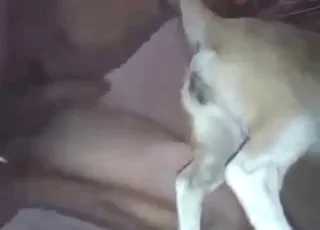 Dog Anal Fuck Especially Good animal sex HD