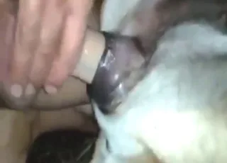 Stray Dog Gets Fucked Outdoors by Random Guy