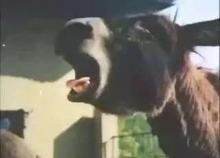 Hardcore Donkey Mating Sex Scene - Real Zoo Animal Sex HD Clip