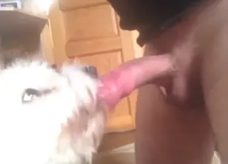 My white dog licking my hard penis in hd