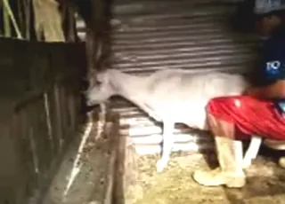 White Goat Gaping Session HD Zoo Sex animal sex Porn Tube HD Clips
