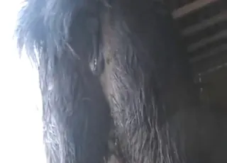Horny Pony Mare Gets Pounded By Stallion