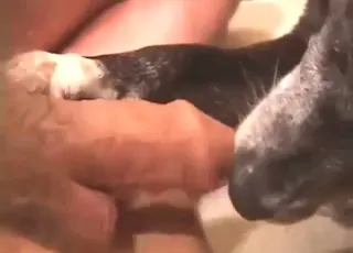 Hot Dog Licking Dude's Small Cock in Zoo Sex Clip