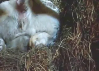 Fresh Goat Creampie in HD: Cute Zoo Sex Clip with Young Animal