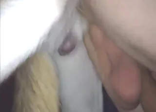 Husky dog gets a hard boner while used for deep gaping in hardcore scene