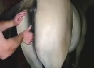 Beautiful Buckskin Mare Gets Fucked by Stallion in HD Zoo Sex Clip