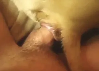 Hardcore Zoo Sex: Guy Fucks Dog with Dominating Style