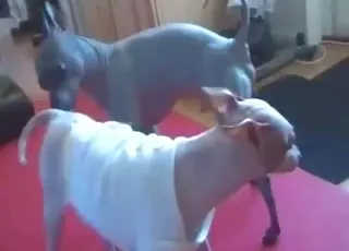 Two Small Hairless Terriers Fuck Each Other