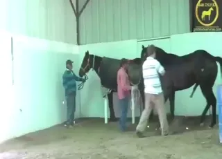 Perfect horse seductions in the shed, animal sex