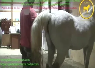 Horse Sex Clip Featuring HJs and Revolve