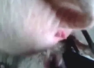 Nice Guy Fucking Pig Hole From Behind animal sex Zoo Tube HD Clips