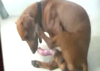Dachshund Licking Dog Dick in Blowjob Scene