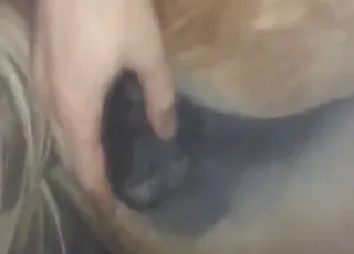 Horse Stallion Creampie Cumshot Zoo Sex HD Clips animal sex Porn Tube