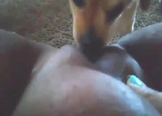Tiny Dog Licks BBW Pussys POV: Cute Zoo Sex, animal sex Porn, Zoofilia Tube HD Clips