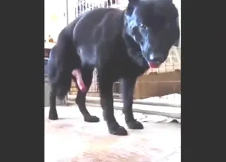 Black mutt solo sex scene with a nice hard dick