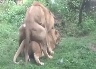 Lion mating in zoo HD clip: wild animal sex scene