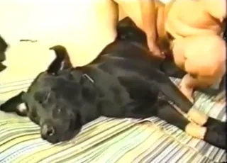 Black Mutt Doggie Ride in HD Zoo Sex animal sex Porn HD Clips