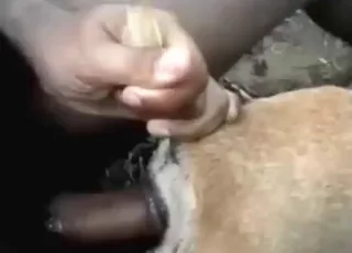 Thai Guy Fucks Tight Dog Asshole In Hot Zoo Sex Clip