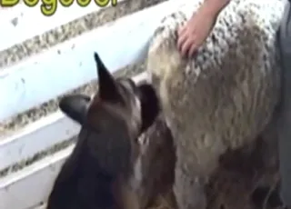 Impressive Dog Sex with Sheep and Other Animals