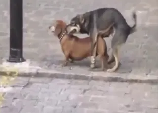 Two gay dogs having sex HD clip - animal sex zoo porn tube video