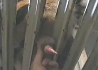 Eager Girl Fingering Tiger Cock Through Zoo Cage Bars
