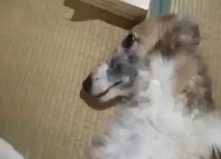 Dog loves fingering and getting fingered in this cute clip