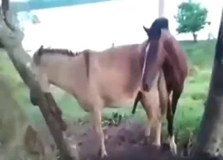 Hardcore Stallion Sex with Open-Geaped Donkey in HD