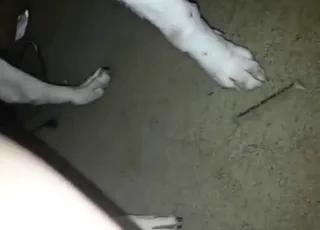 Horny Dog Enjoying Quick Tugging Session in HD