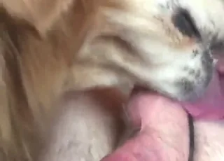 Playful Dog Licking His Own Penis for Fun
