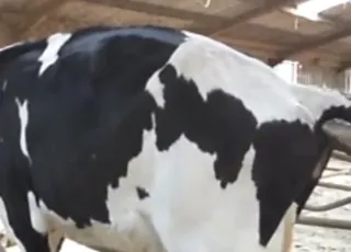 Tight Cow Hole Gets Pumped With Fresh Cumshot