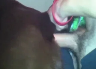 Chocolate Lab Anal Sex With Pullout animal sex Clip