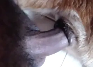 BBC Fetish Fuck: Big Black Cock in Tight Beast Pussy
