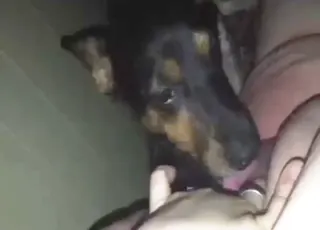 Slutty Small Dog Gets Fingering Tease Zoo Sex HD Clips
