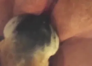 Fat lady gets licked by dog during orgasmic shakes
