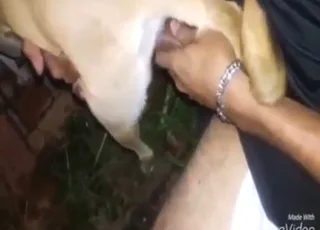 Messy group dog fuck in dark room, raw zoo sex clip with multiple animals