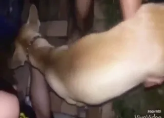 Messy group dog fuck in dark room, raw zoo sex clip with multiple animals