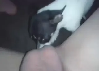animal sex with rimjobs and assy orgasms