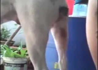 Boy Fucks His Dog in animal sex Clip