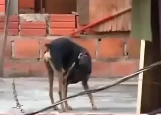 Well-endowed small dog showing off his big cock on cam